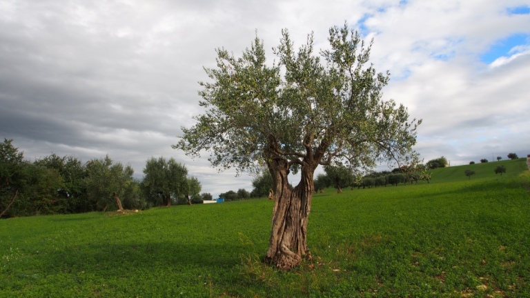 Walks near Casale Centurione - an olive tree